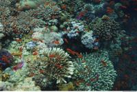 Photo Reference of Coral Sudan Undersea 0029